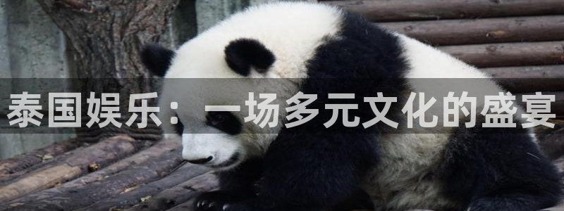 彩易通